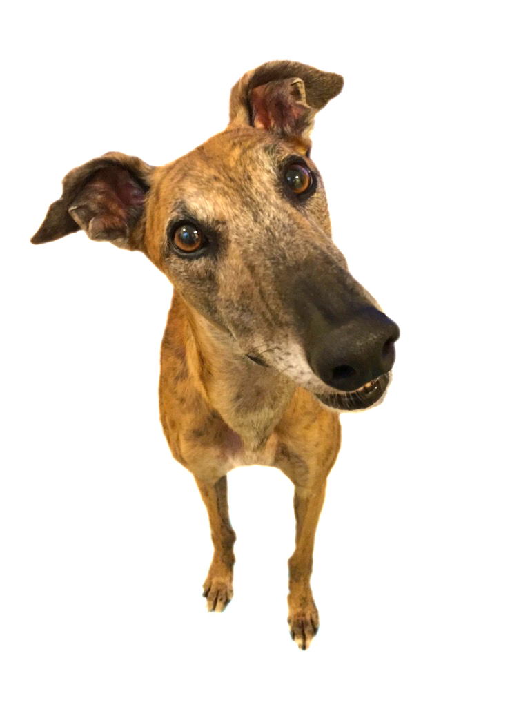 My dev buddy named Toy